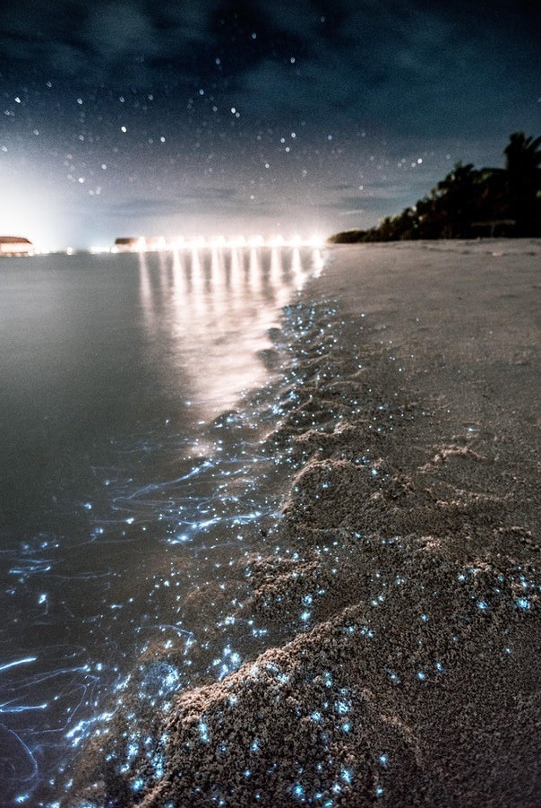 bioluminescence on the virgin islands
